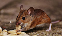 24 Hour & Emergency Exterminators in Huron, SD